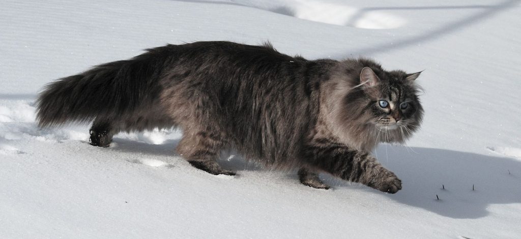 самые болтьшие кошки - сибирский кот
