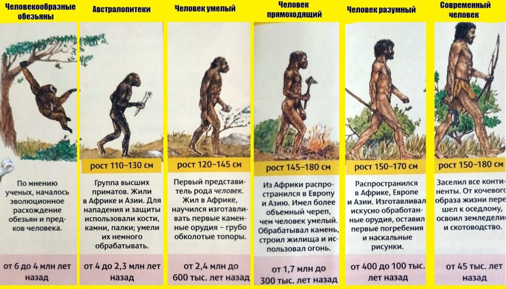 Первобытный человек: таблица  эволюция человека
